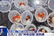 永新@铲屎官们 养“异宠”或危害国家安全 这些行为违法了