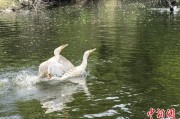 永新吉林：罕见白鸬鹚连续两年“故地重游”